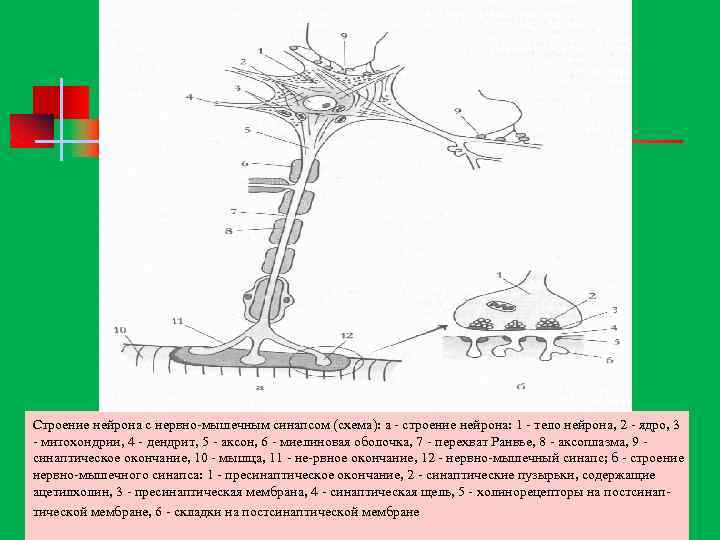 Строение нейрона с нервно мышечным синапсом (схема): а строение нейрона: 1 тело нейрона, 2