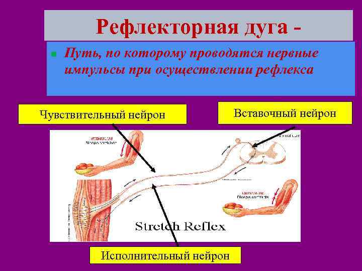 Рефлекторная дуга - n Путь, по которому проводятся нервные импульсы при осуществлении рефлекса Чувствительный