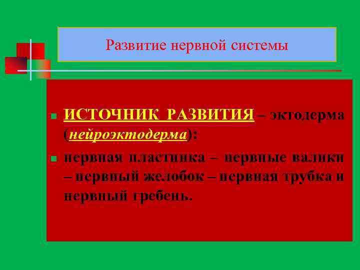Развитие нервной системы n n ИСТОЧНИК РАЗВИТИЯ – эктодерма (нейроэктодерма): нервная пластинка – нервные