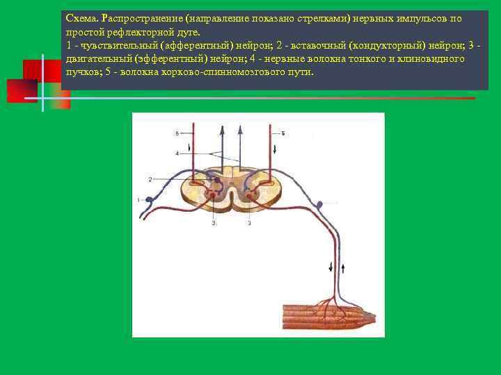 Схема. Распространение (направление показано стрелками) нервных импульсов по простой рефлекторной дуге. 1 чувствительный (афферентный)