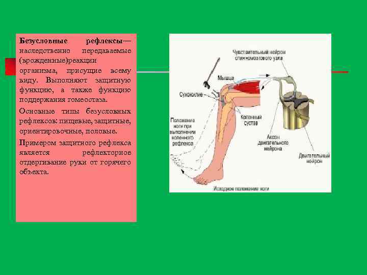 Безусловные рефлексы— наследственно передаваемые (врожденные)реакции организма, присущие всему виду. Выполняют защитную функцию, а также