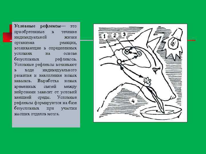 Условные рефлексы— это приобретенные в течение индивидуальной жизни организма реакции, возникающие в определенных условиях