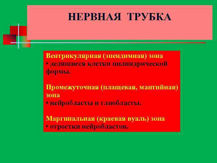 НЕРВНАЯ ТРУБКА Вентрикулярная (эпендимная) зона ▪ делящиеся клетки цилиндрической формы. Промежуточная (плащевая, мантийная) зона