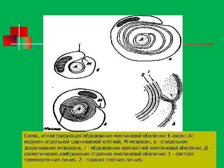 Схема, иллюстрирующая образование миелиновой оболочки: б аксон (А) окружен отдельной шванновской клеткой, М мезаксон,