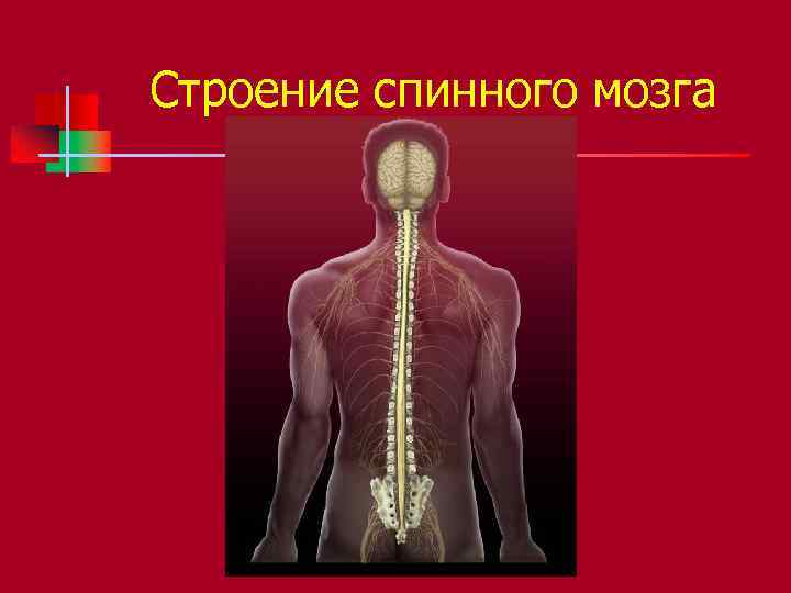 Строение спинного мозга 