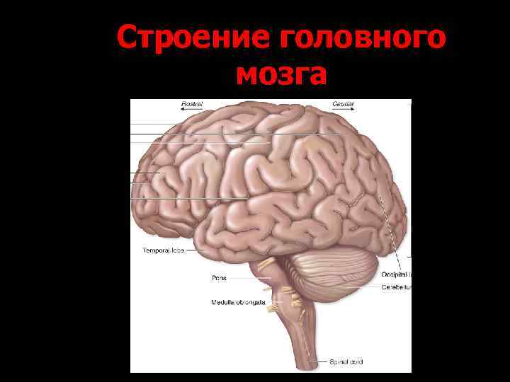 Строение головного мозга 