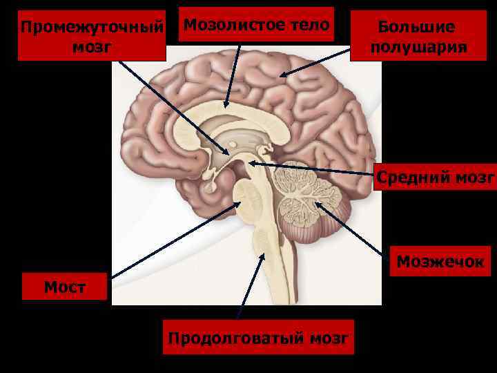 Промежуточный мозг Мозолистое тело Большие полушария Средний мозг Мозжечок Мост Продолговатый мозг 