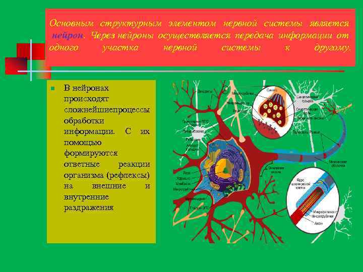Основным структурным элементом нервной системы является нейрон. Через нейроны осуществляется передача информации от одного