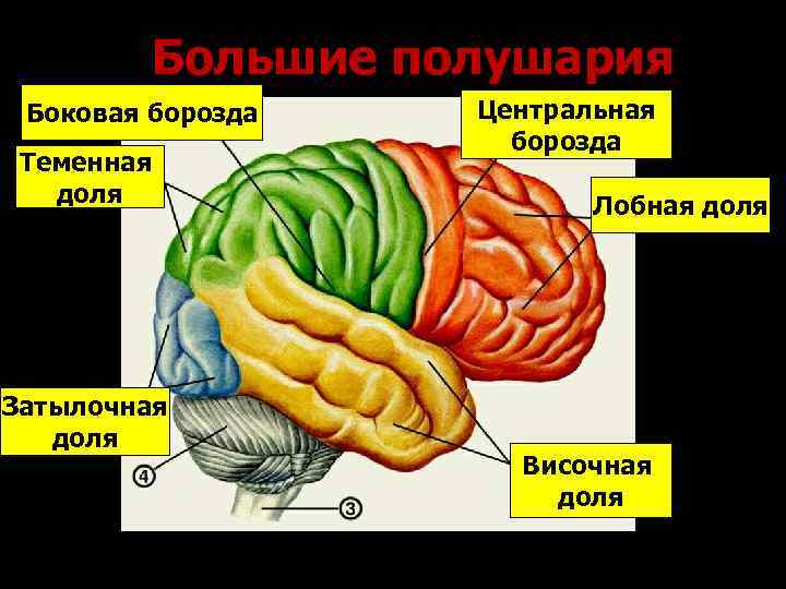 Большие полушария Боковая борозда Теменная доля Затылочная доля Центральная борозда Лобная доля Височная доля