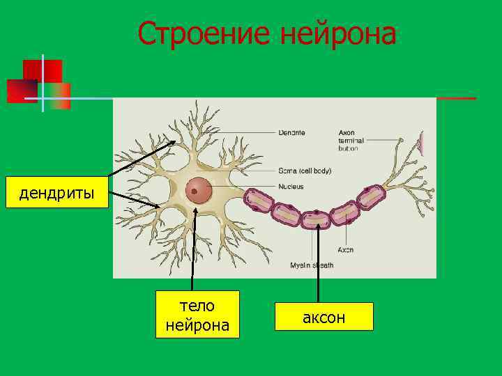 Строение нейрона дендриты тело нейрона аксон 