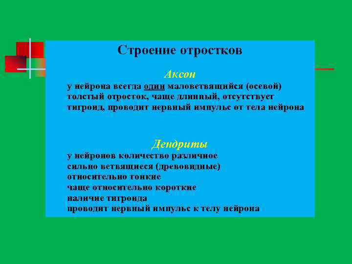 Строение отростков Аксон у нейрона всегда один маловетвящийся (осевой) толстый отросток, чаще длинный, отсутствует