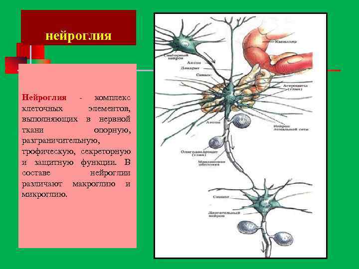 нейроглия Нейроглия комплекс клеточных элементов, выполняющих в нервной ткани опорную, разграничительную, трофическую, секреторную и