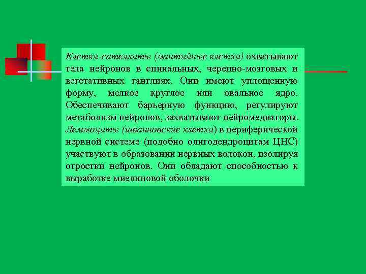 Клетки сателлиты (мантийные клетки) охватывают тела нейронов в спинальных, черепно мозговых и вегетативных ганглиях.