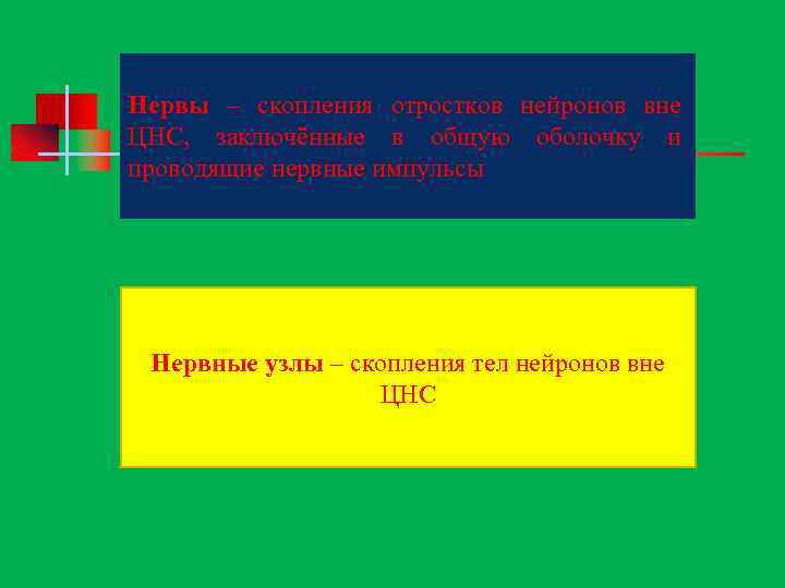 Нервы – скопления отростков нейронов вне ЦНС, заключённые в общую оболочку и проводящие нервные