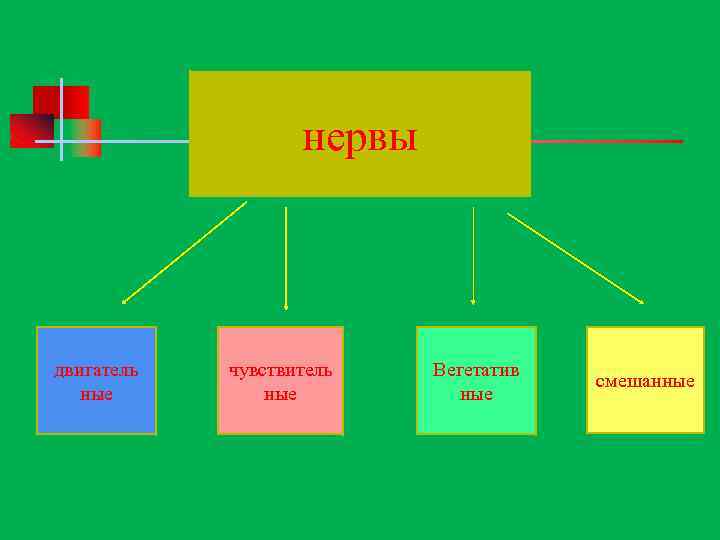 нервы двигатель ные чувствитель ные Вегетатив ные смешанные 