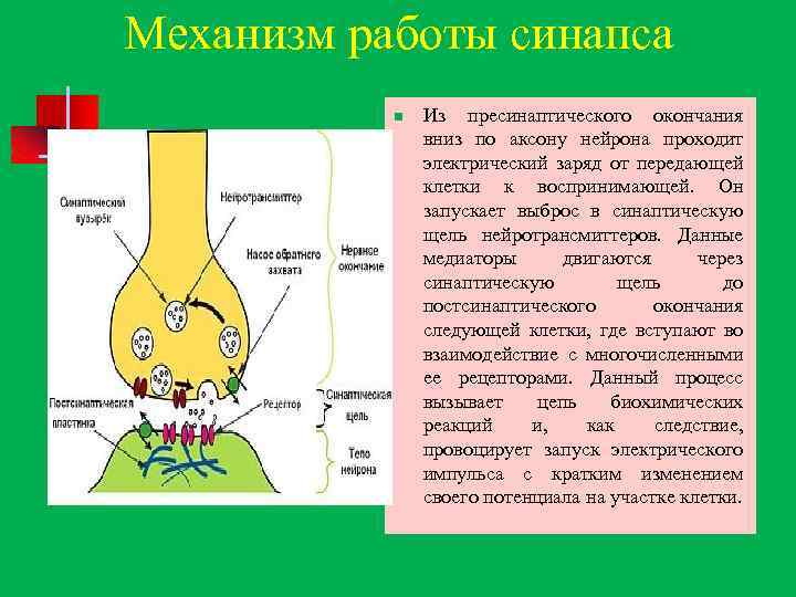 Механизм работы синапса n Из пресинаптического окончания вниз по аксону нейрона проходит электрический заряд