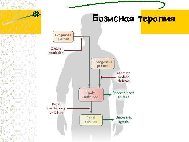 Базисная терапия 