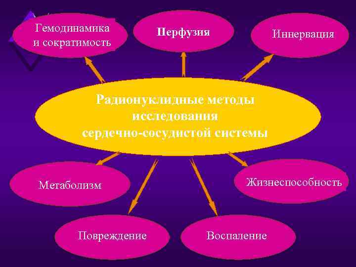 Гемодинамика и сократимость Перфузия Иннервация Радионуклидные методы исследования сердечно-сосудистой системы Метаболизм Повреждение Жизнеспособность Воспаление