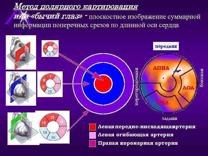 Планарное изображение лучевая диагностика