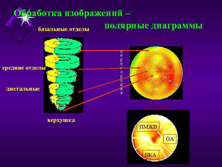 Обработка изображений – полярные диаграммы базальные отделы п е р е д н я