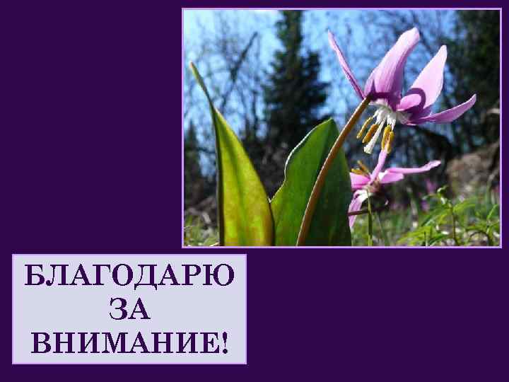 БЛАГОДАРЮ ЗА ВНИМАНИЕ! 