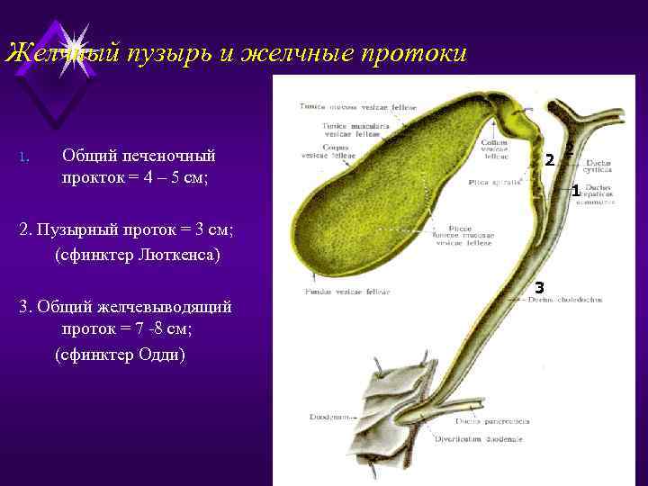Желчный пузырь и желчные протоки 1. Общий печеночный прокток = 4 – 5 см;