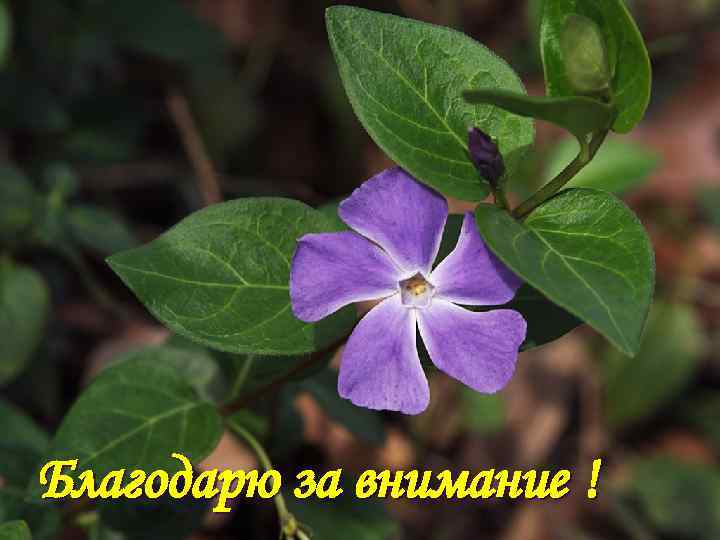 Благодарю за внимание ! 