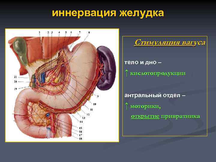 иннервация желудка Стимуляция вагуса тело и дно – ↑ кислотопродукции антральный отдел – ↑