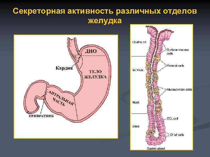 Секреторная активность различных отделов желудка 