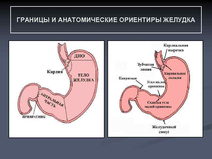 ГРАНИЦЫ И АНАТОМИЧЕСКИЕ ОРИЕНТИРЫ ЖЕЛУДКА 