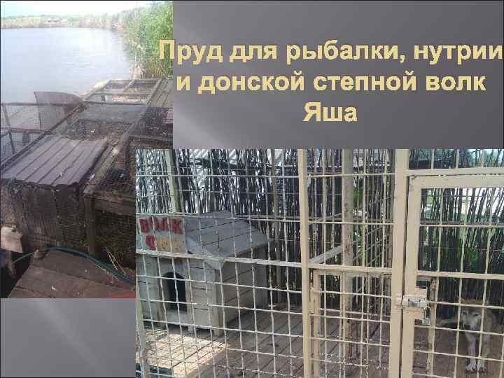 Пруд для рыбалки, нутрии и донской степной волк Яша 