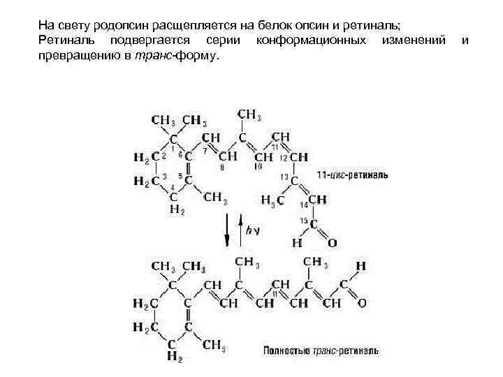 На свету родопсин расщепляется на белок опсин и ретиналь; Ретиналь подвергается серии конформационных изменений