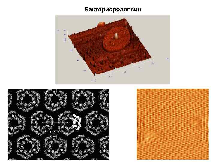 Бактериородопсин 