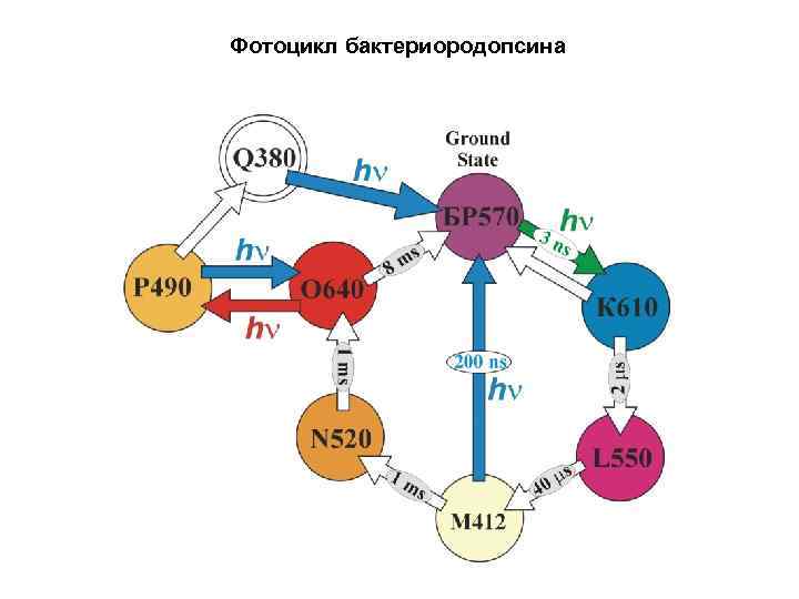 Фотоцикл бактериородопсина 