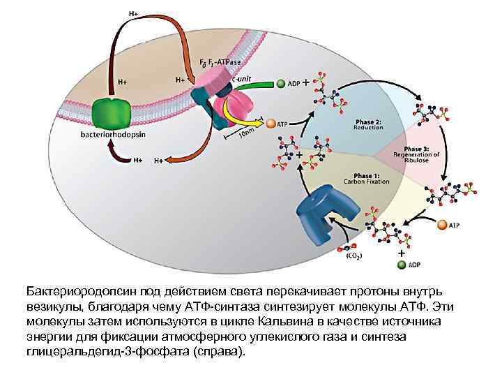 Протонный градиент. Бактериородопсин Синтез АТФ. Бактериородопсин строение. Бактериородопсин: структура и функции. Бактериородопсин фотосинтез.
