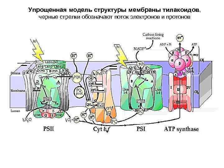 Упрощенная модель структуры мембраны тилакоидов, черные стрелки обозначают поток электронов и протонов 