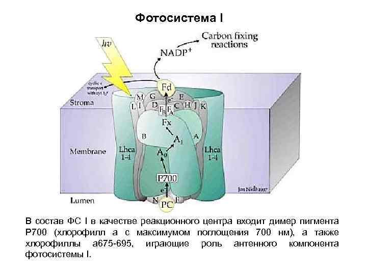 Реакционный центр фотосистемы