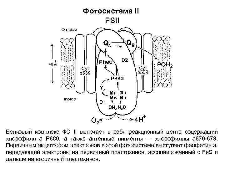 Фотосистема II Белковый комплекс ФС II включает в себя реакционный центр содержащий хлорофилл а