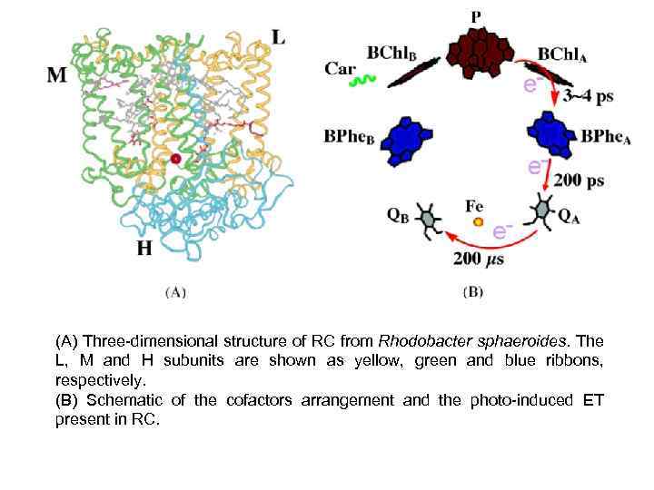 (A) Three-dimensional structure of RC from Rhodobacter sphaeroides. The L, M and H subunits