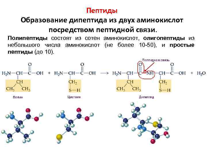 Пептидная связь является. Реакции аминокислот с образованием пептидной связи. Образование тетрапептида из 4 аминокислот. Схема образования пептидной связи. Пептидная связь трех аминокислот.