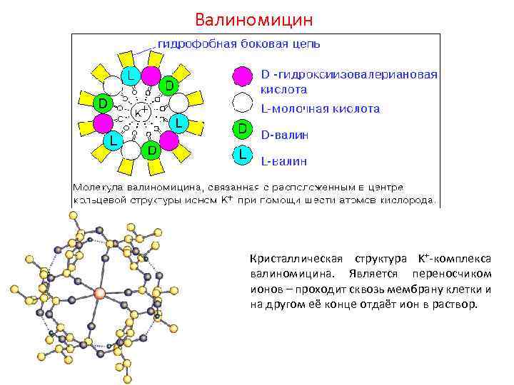 Валиномицин Кристаллическая структура K+-комплекса валиномицина. Является переносчиком ионов – проходит сквозь мембрану клетки и