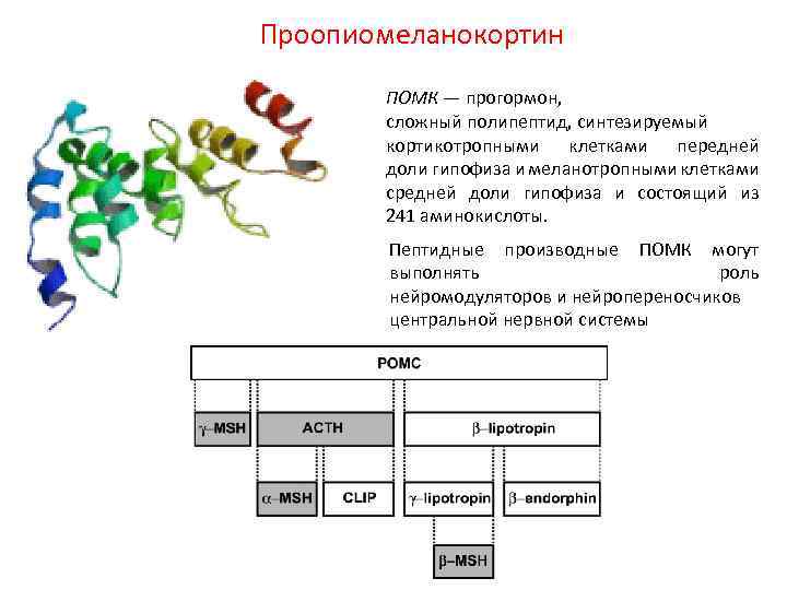 Полипептид в задачах. Проопиомеланокортин предшественник. Производные проопиомеланокортина. Проопиомеланокортин биохимия. Пептиды семейства проопиомеланокортина.