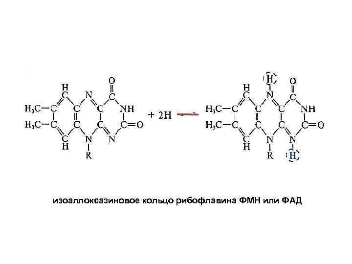 изоаллоксазиновое кольцо рибофлавина ФМН или ФАД 