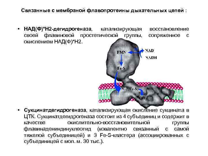 Связанные с мембраной флавопротеины дыхательных цепей : • НАД(Ф)*Н 2 -дегидрогеназа, катализирующая восстановление своей