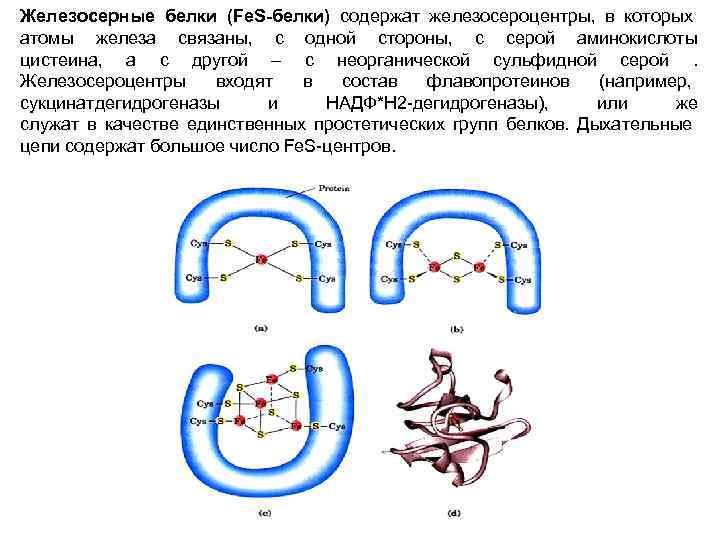 Дыхание белки