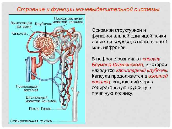 Строение и функции мочевыделительной системы Основной структурной и функциональной единицей почки является нефрон, в