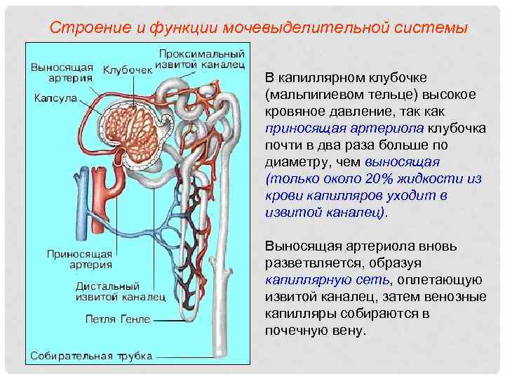 Строение и функции мочевыделительной системы В капиллярном клубочке (мальпигиевом тельце) высокое кровяное давление, так