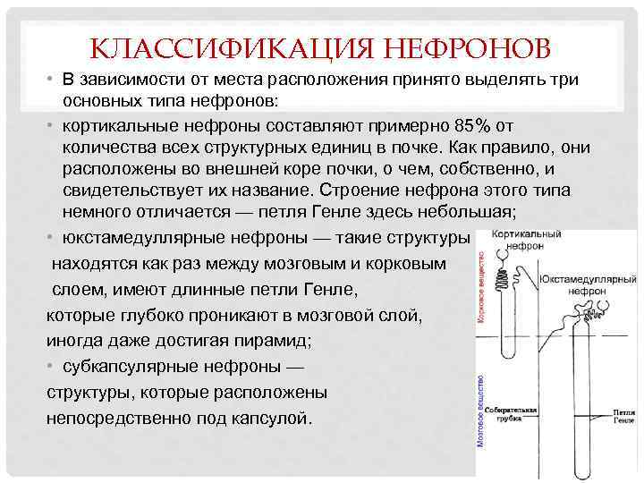 КЛАССИФИКАЦИЯ НЕФРОНОВ • В зависимости от места расположения принято выделять три основных типа нефронов: