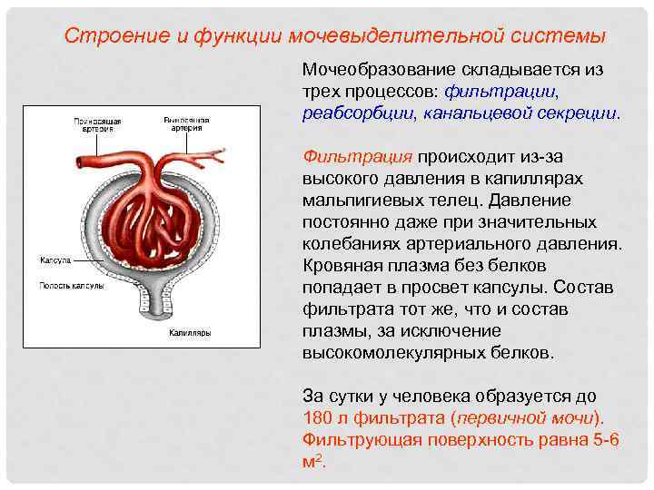 Строение и функционирование. Функции мочевыделительной системы. Фильтрация мочевыделительной системы. Строение и функции мочевыделительной системы. Фильтрация крови в мочевыделительной системе.