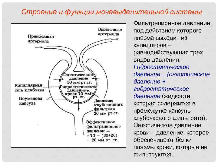 Строение и функции мочевыделительной системы Фильтрационное давление, под действием которого плазма выходит из капилляров